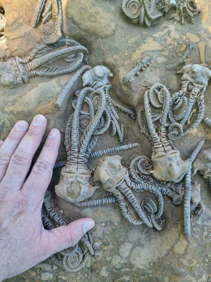 Hand next to weird and unexplainable fossilized sea creatures with long, coiled appendages on rocky surface.