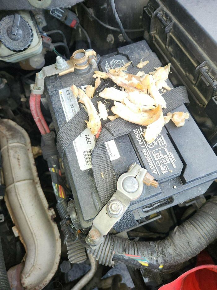 Car battery inside engine compartment covered with strange unexplainable shredded material and wires nearby.