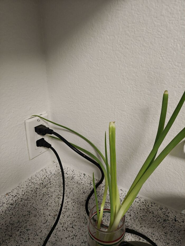 Green onion stalks placed in a glass near power cords plugged into a wall outlet on a kitchen counter.