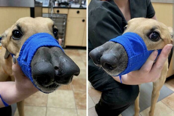 Dog wearing a blue muzzle with an unusual double-nose appearance in a kitchen, a weird and unexplainable image.