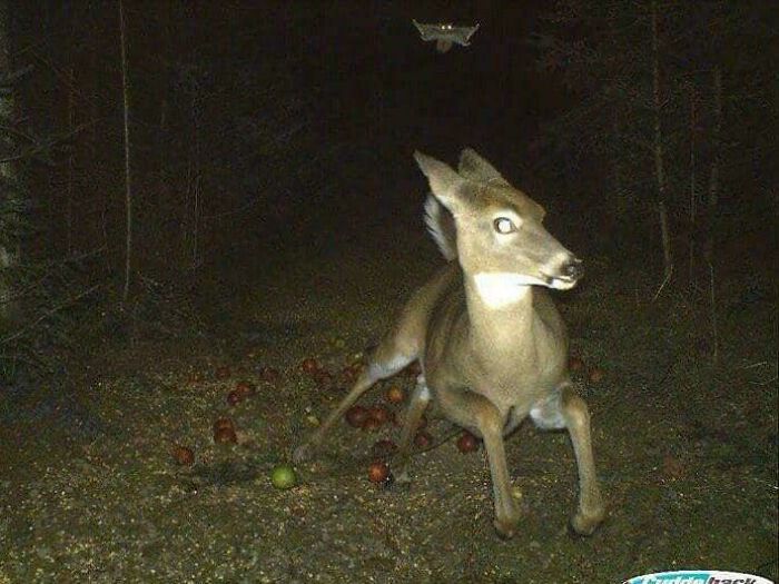Deer caught mid-air in a weird and unexplainable image deep in a dark forest path at night.