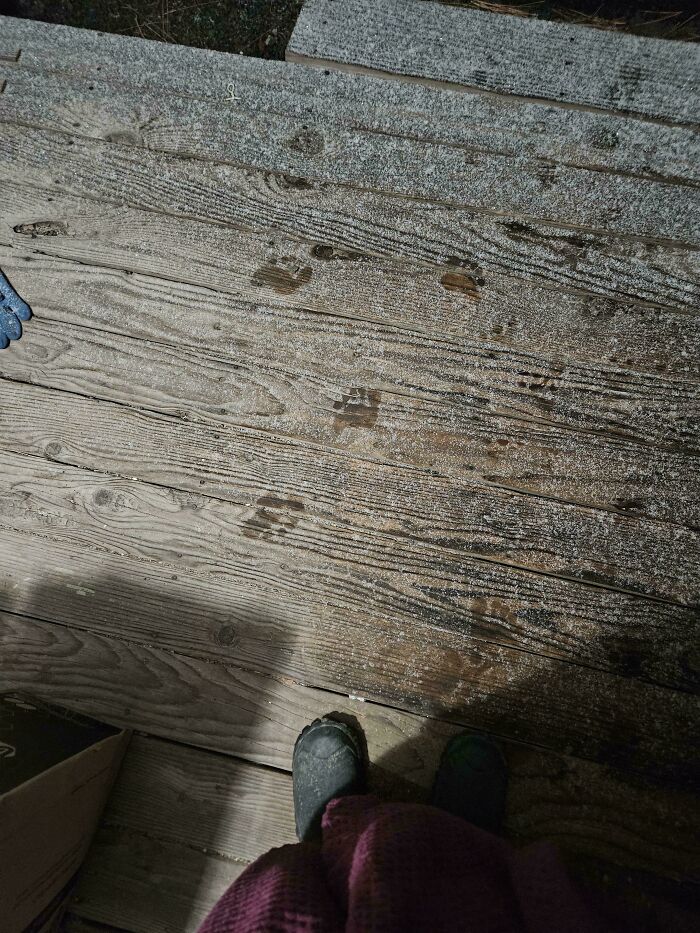 Unexplainable paw prints mysteriously appear on a wooden deck, creating a weird and lingering visual puzzle.