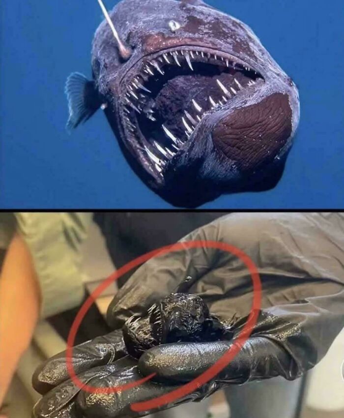 Deep sea anglerfish with sharp teeth shown in water and held by a gloved hand, highlighting weird unexplainable images.