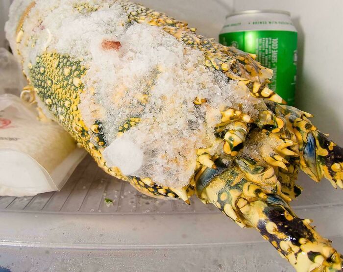 Frozen spiny lobster covered in ice inside a refrigerator with a green soda can in the background, weird and unexplainable.