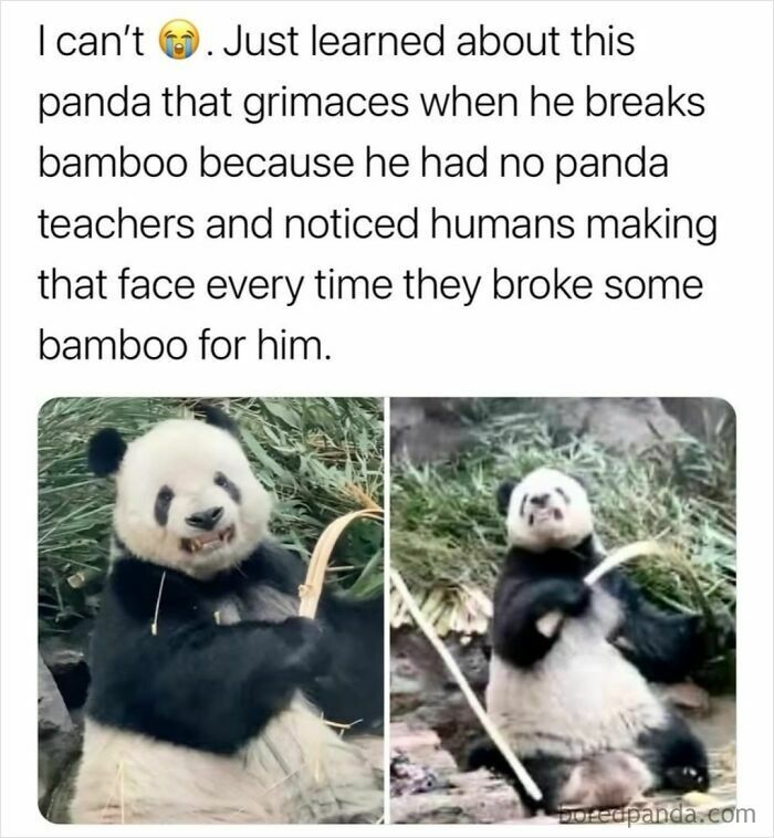 Panda grimacing while breaking bamboo, relatable moment from posts and memes about our lives hitting close to home.