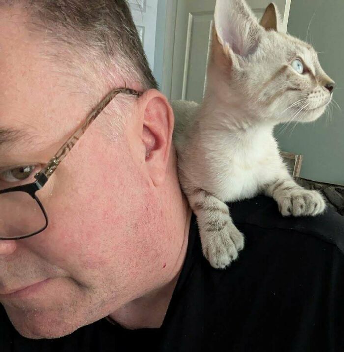 Man wearing glasses with a cat perched on his shoulder, illustrating dads and the pets they never wanted but love.