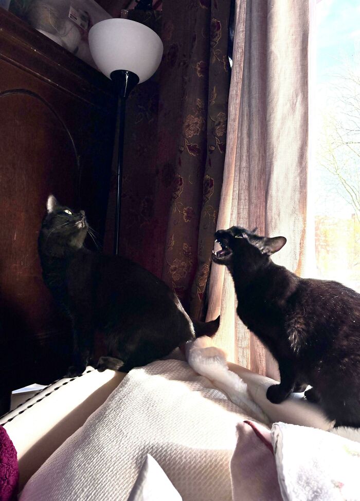 Two black cats in a dramatic lit indoor setting, in the style of an Accidental Renaissance scene.