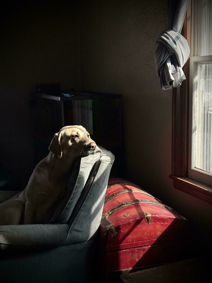 A dog resting on an armchair illuminated by window light, evoking an Accidental Renaissance style.