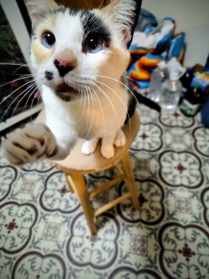 Close-up of a cat meowing with paw raised sitting on a stool indoors