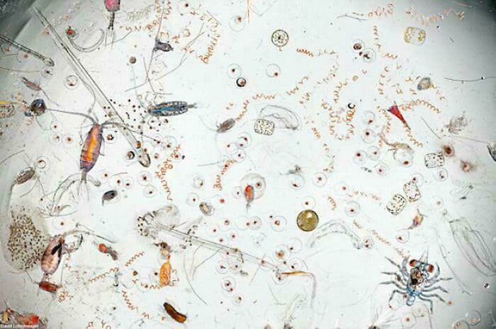 A Microscopic Look At The Tiny Creatures Living In Less Than A Millilitre Of Seawater
