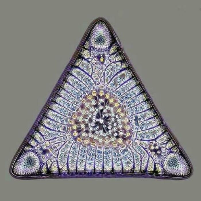 Light Microscopy Image From A Skeleton Of A Diatom Algae 32 To 40 Million Years Old
