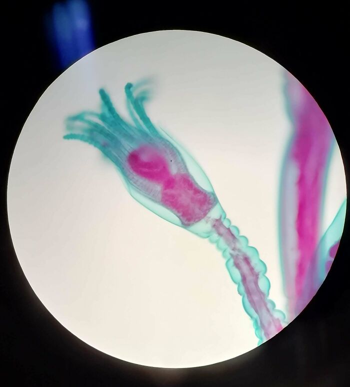 Polyp Lifestage Of A Jellyfish (Obelia Sp., Hydrozoa, Cnidaria) I Investigated Under The Microscope. Also Called "Sea Fur"