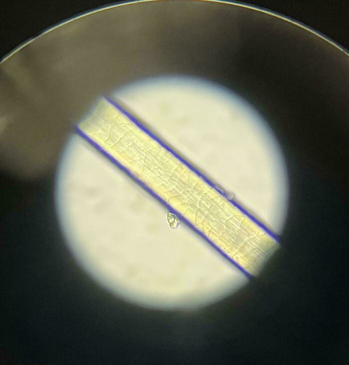 You Can See Hair Toner Under A Microscope