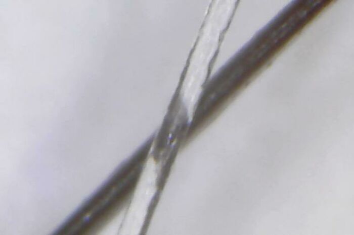 White Hair Is Actually Transparent (Taken With A Microscope, White Hair In Front Of A Regular Hair)