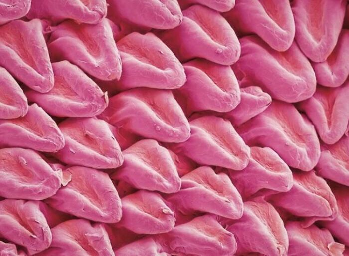 A Cat’s Tongue Under A Microscope Looks Like It’s Made Of Other Smaller Tongues