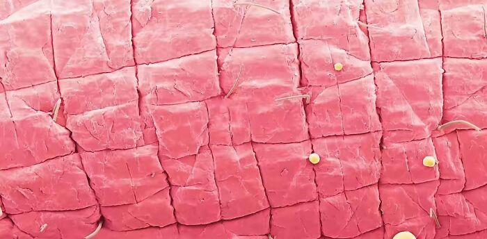 Electron Microscope Images Of The Human Lip, A Shaved Hair And A Nail Bed