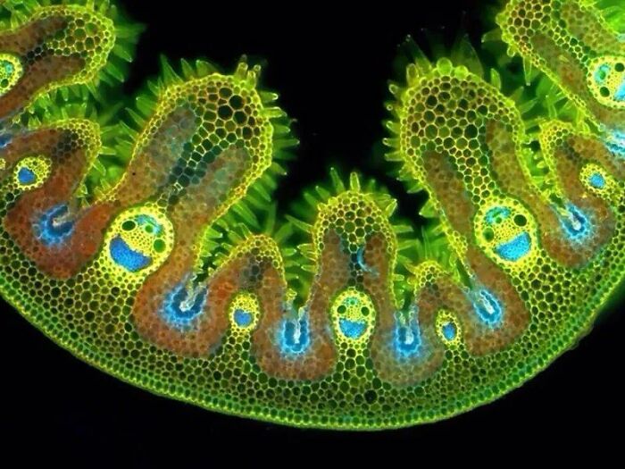 Grass Under A Microscope