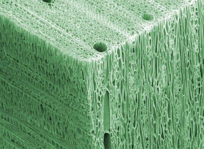 Wood Under A Microscope Is Breathtaking