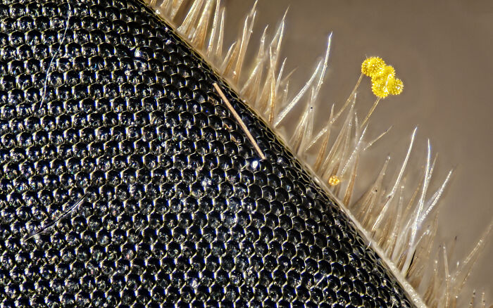 Pollen On A Horse Fly's "Eyelashes"