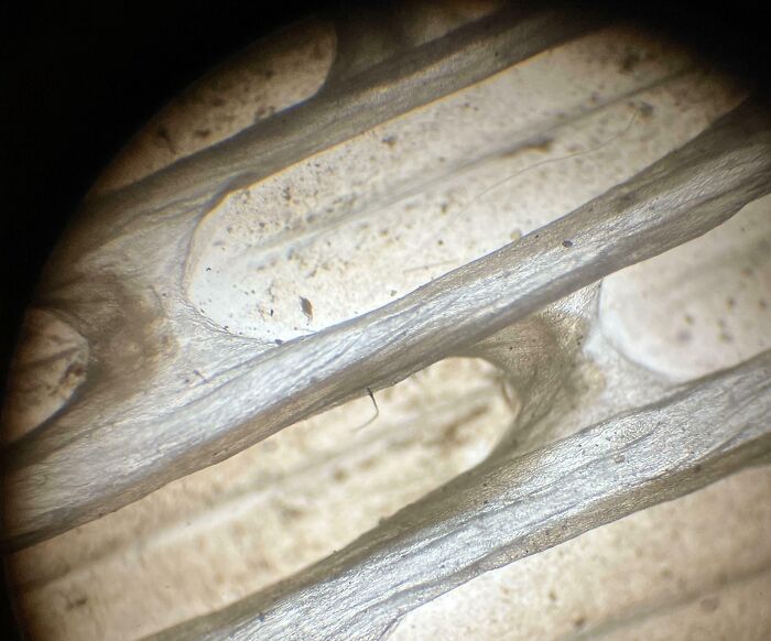 I Found A Snake Shed And Put It Under My Microscope
