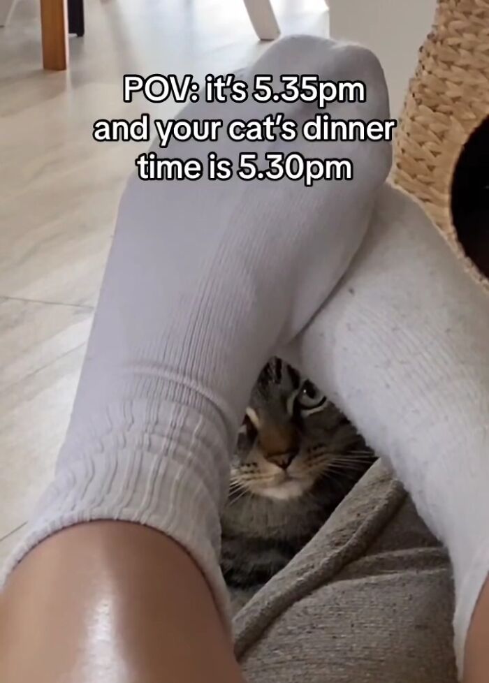 Cat peeking between feet wearing white socks with meme text about cat’s dinner time, entertaining meme for meme lovers.