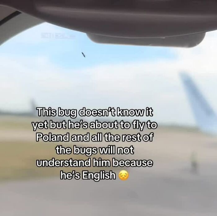 Bug flying to Poland meme with text about language barriers in entertaining memes for meme lovers.