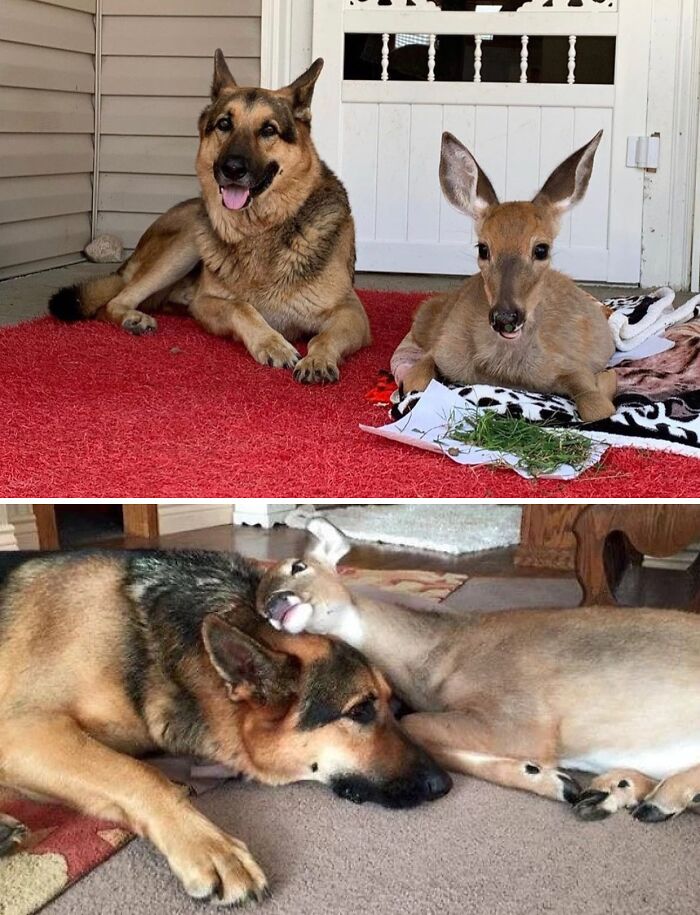 German shepherd dog and a young deer relaxing together indoors, showcasing animals saved and given a second chance in life.