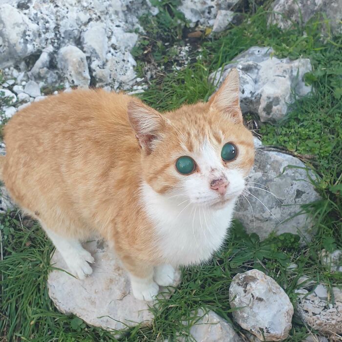 A Small And Very Friendly Blind Cat Found While Hiking In Montenegro!