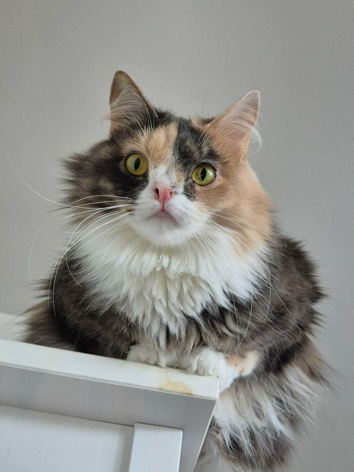 Our Cat With An Extra Chromosome