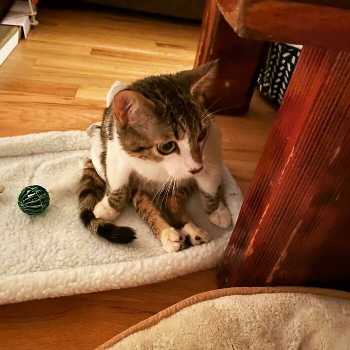 He Was Found With A Bullet In His Back. He’s Paralyzed And Will Be Spoiled And Loved Forever