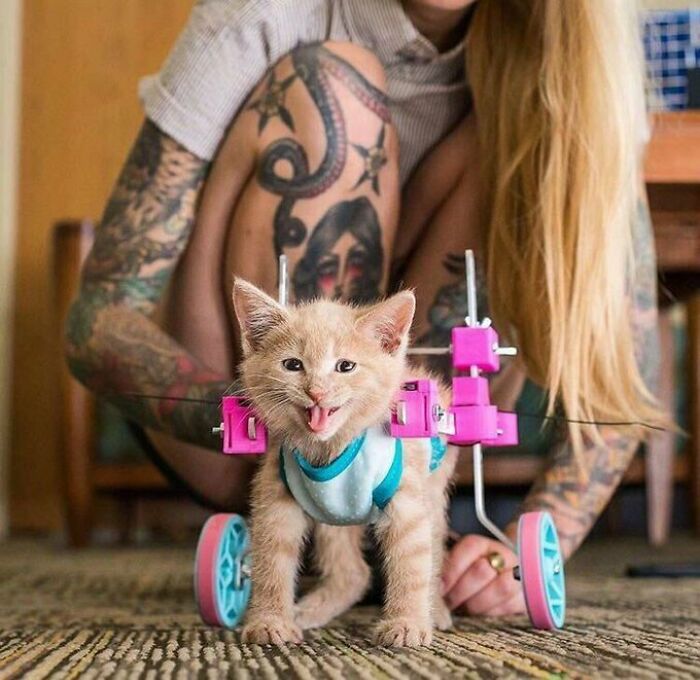 Chloe The Paralyzed Kitten Is So Happy In Her 3D-Printed Wheelchair!