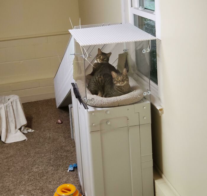 Scooter And Charley Are Ch Cats That Can't Walk Or Climb Well