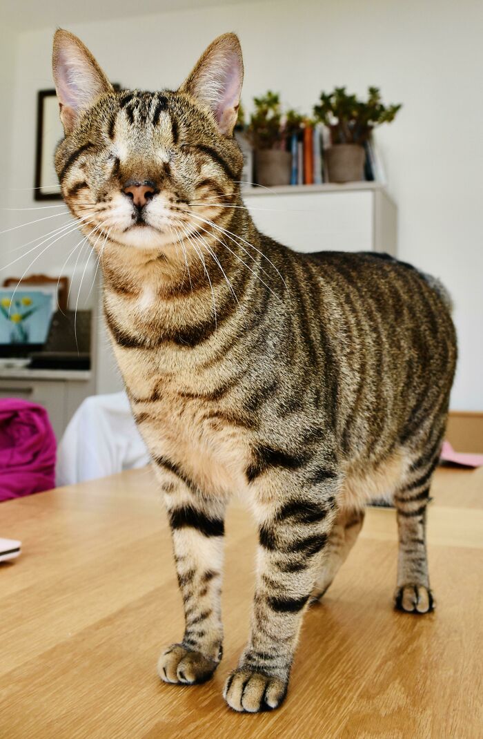 Meet Dmitri, 2 Year Old Blind Rescue Tabby From Greece 💖