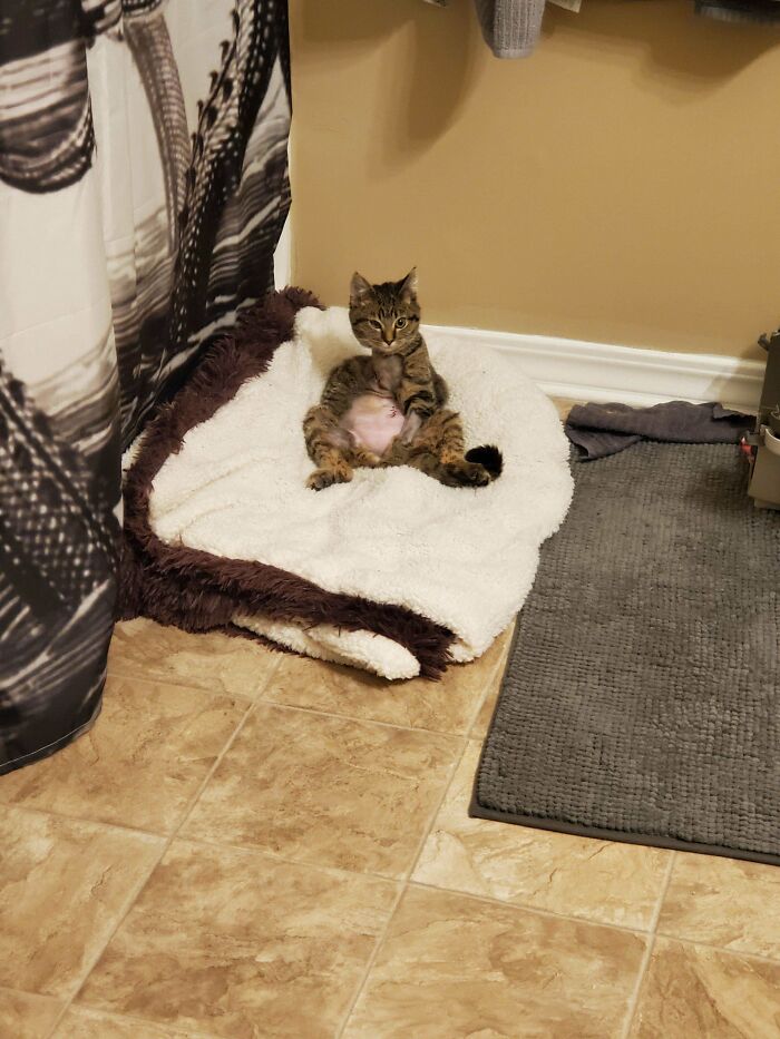 Meet Bermuda, 24 Hours Post Op And She Turned Into A Picasso. 72 Hours And Nothing Stops Her From Living Life. 