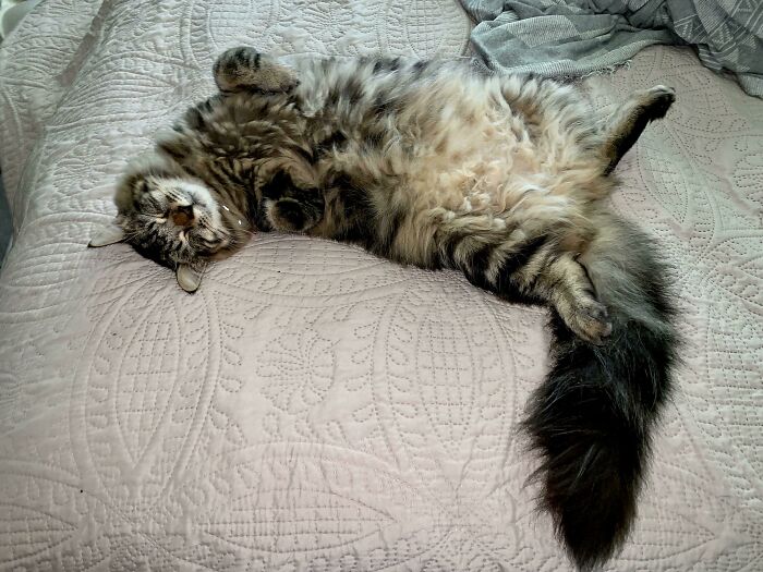 Born Without One Paw But Still Living The Dream ♥️