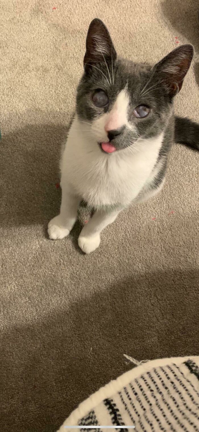 Meet Turtle! He's A Blind Cat That Was Found Outside And Taken Home