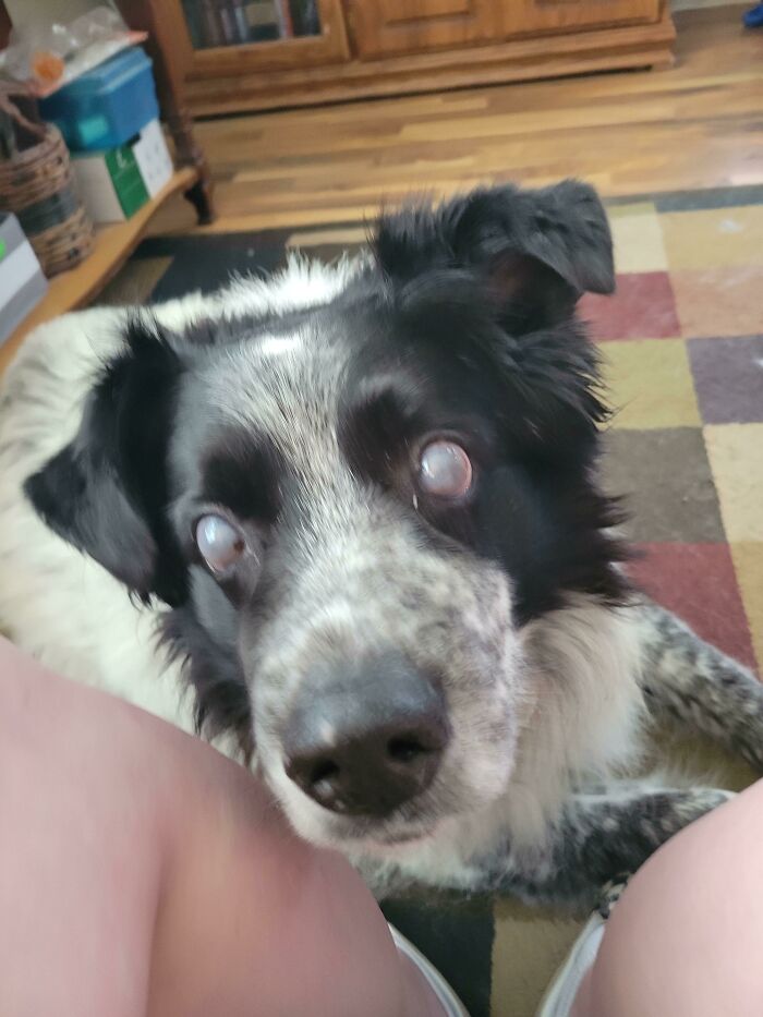 My Air Conditioner Was Out, So We Went To My In-Laws' House To Stay Cool, And Ace Stayed Around Me The Whole Time. 