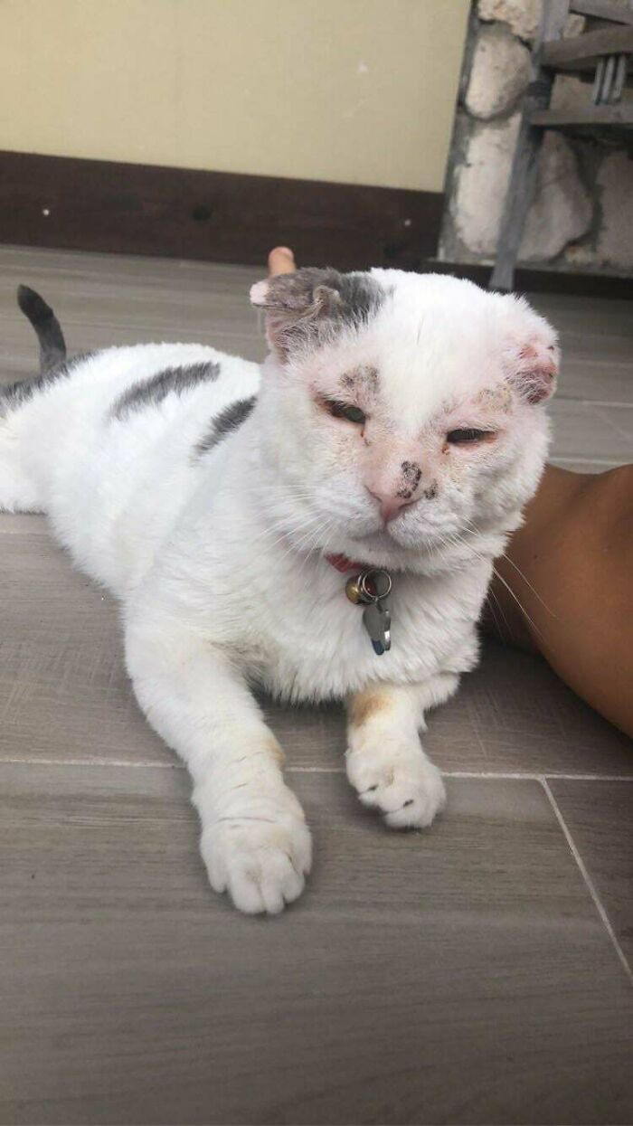 Bill Has Gone Through Some Tough Times, But He's Sweet, Snuggly, And Is Now Well-Cared For In His Forever Home