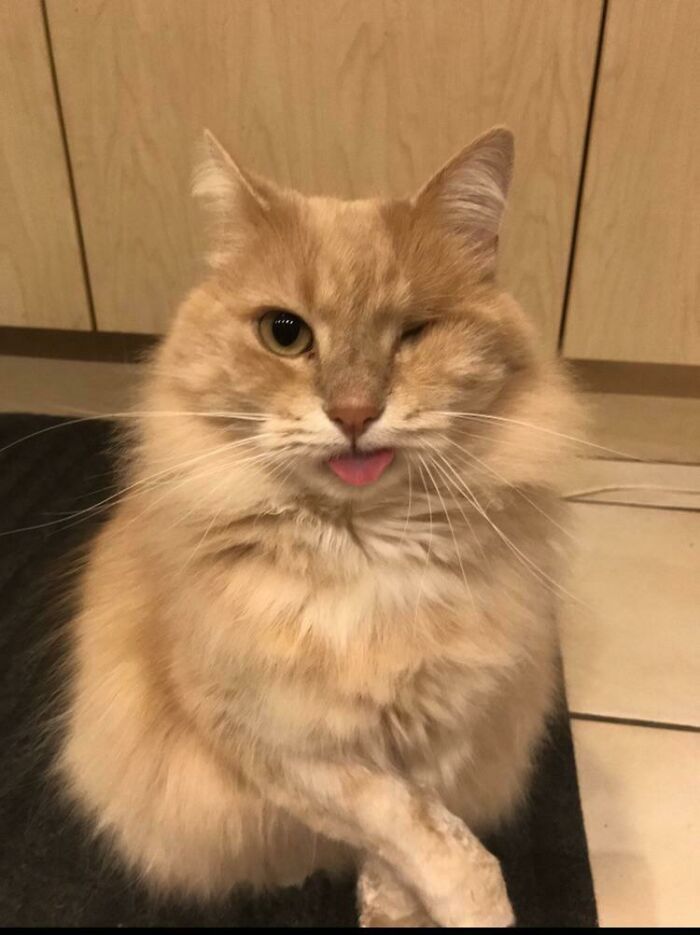 One-Eyed Blep