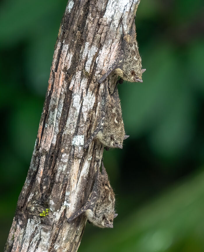 Proboscis Bats (Rhynchonycteris Naso), Also Referred To As The Brazilian Long-Nosed, River, And Sharp-Nosed Bat