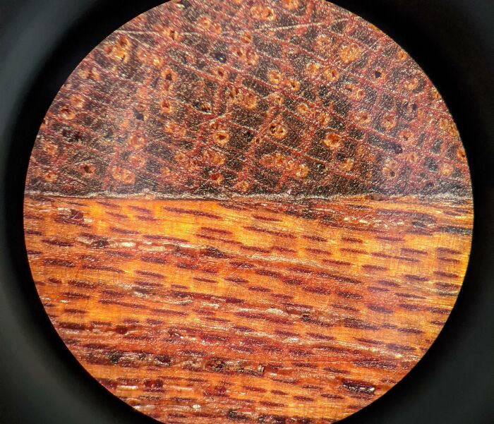 Two Peices Of Sapele Wood Glued Together And Under A 30x Microscope
