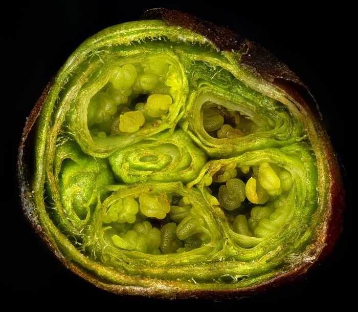 Bud Cut From A Cherry Tree