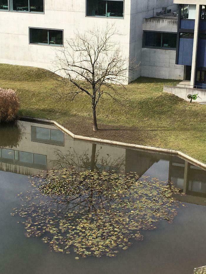 Leaf-covered water in a pond creates an illusion of a tree reflection, capturing an unedited photo that might mess with your brain.