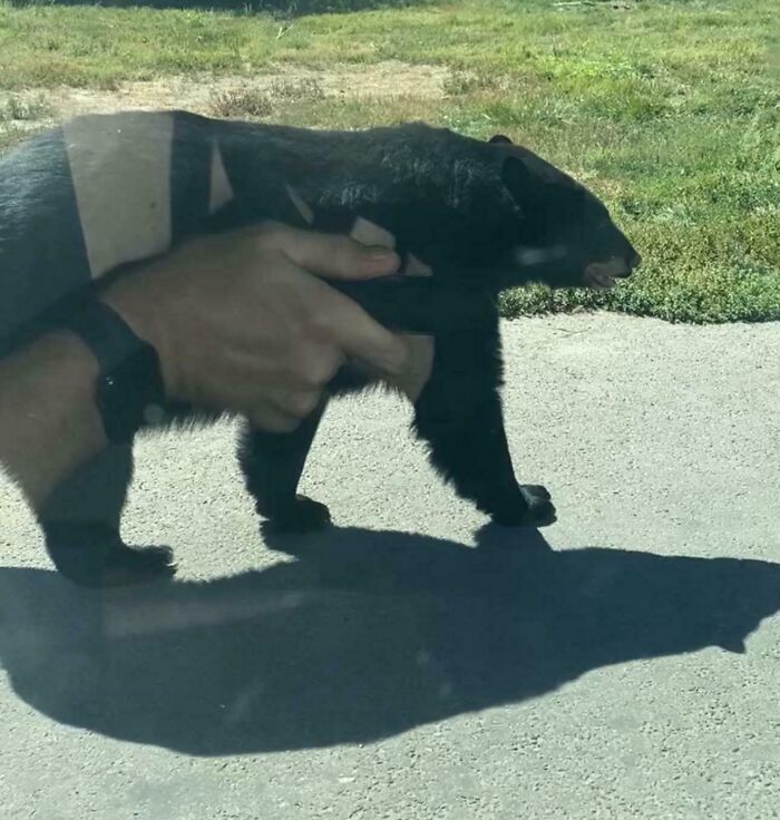 Hand holding a small bear cub creating an optical illusion that might mess with your tired brain in unedited photos.