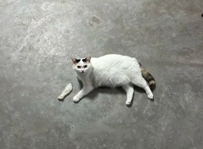 White cat lying on gray floor with one detached paw nearby in an unedited photo that might mess with your brain.