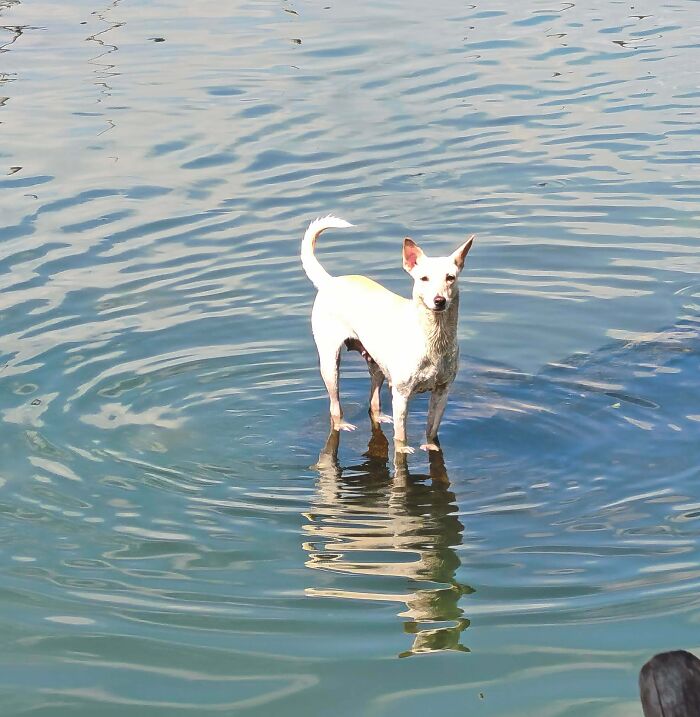 White dog seemingly standing on water surface with clear ripples surrounding, a photo that might mess with your brain.
