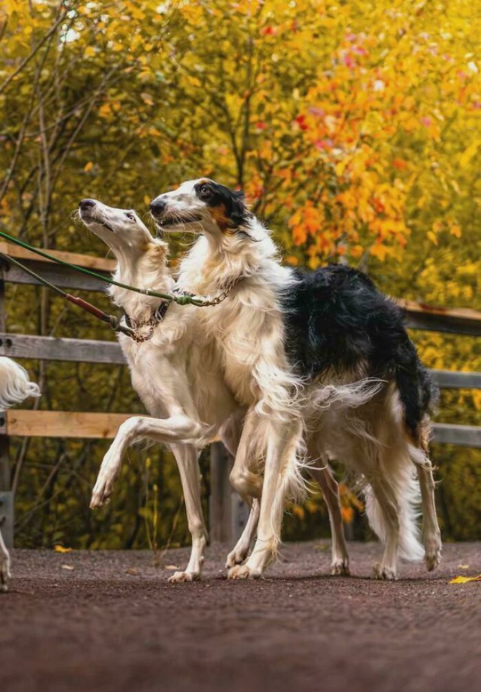 Two elegant Borzoi dogs walking outdoors, capturing an Accidental Renaissance aesthetic.