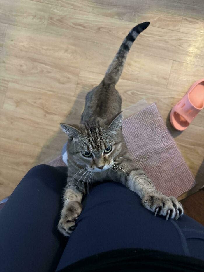 Tabby cat climbing up a person's leg showing cat claw pictures.