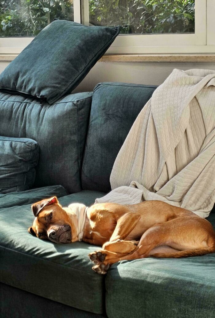 Brown dog sleeping on a green sofa under soft sunlight, creating an Accidental Renaissance aesthetic