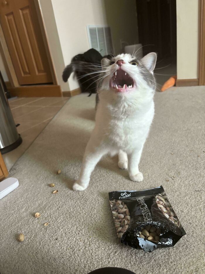 White and gray cat meowing near spilled pistachio nuts on carpet